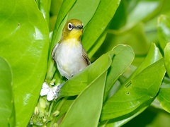 Zosterops maderaspatanus