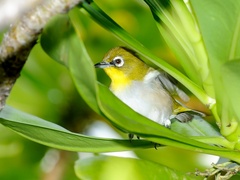 Zosterops maderaspatanus