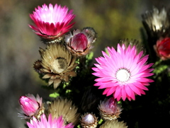 Phaenocoma prolifera