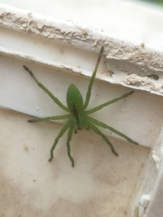 Micrommata