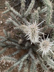 Cylindropuntia acanthocarpa acanthocarpa