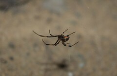 Latrodectus cinctus