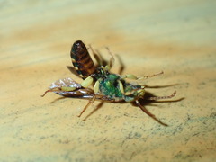 Agapostemon poeyi