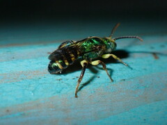 Agapostemon poeyi
