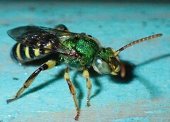 Agapostemon poeyi