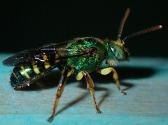 Agapostemon poeyi