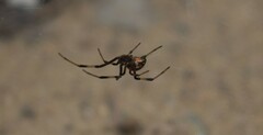 Latrodectus cinctus