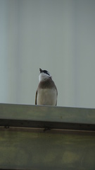 Pycnonotus sinensis formosae