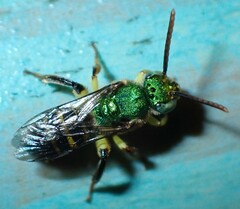 Agapostemon poeyi