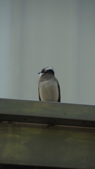 Pycnonotus sinensis formosae