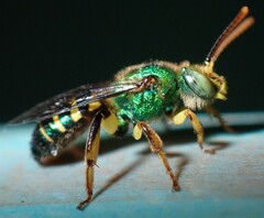 Agapostemon poeyi