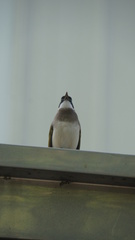 Pycnonotus sinensis formosae