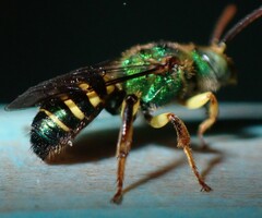 Agapostemon poeyi