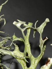 Ramalina calicaris