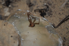 Loxosceles rufescens