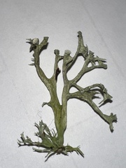 Ramalina calicaris