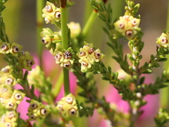 Erica serrata