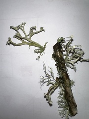 Ramalina calicaris