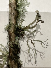 Ramalina calicaris