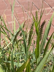 Setaria verticillata
