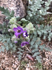 Phacelia crenulata