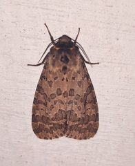 Olepa ricini