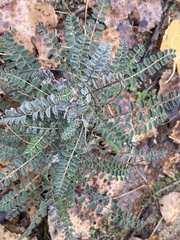 Astragalus trichopodus