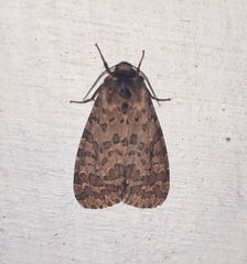 Olepa ricini