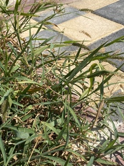 Setaria verticillata