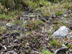 Metrioptera brachyptera