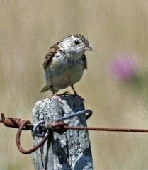 Anthus furcatus