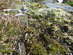 Metrioptera brachyptera