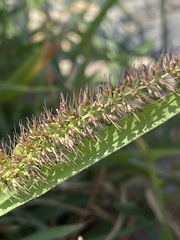 Setaria verticillata