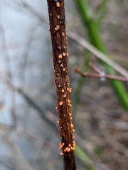 Nectria cinnabarina