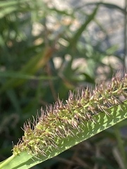 Setaria verticillata