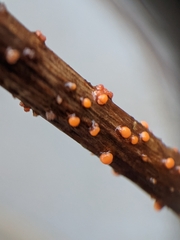 Nectria cinnabarina