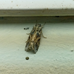 Spodoptera litura