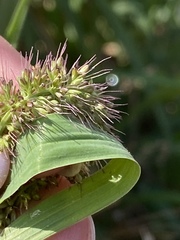 Setaria verticillata