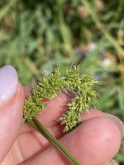 Setaria verticillata