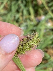 Setaria verticillata
