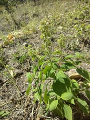 Ocimum campechianum
