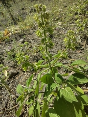 Ocimum campechianum
