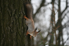 Sciurus vulgaris