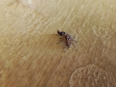 Menemerus bivittatus