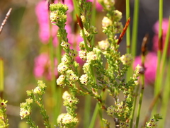 Erica serrata