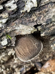 Auricularia angiospermarum