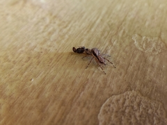 Menemerus bivittatus