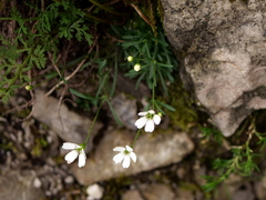 Heliosperma pusillum
