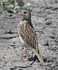 Anthus furcatus