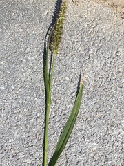 Setaria verticillata